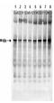 F-Box And WD Repeat Domain Containing 11 antibody, orb345450, Biorbyt, Western Blot image 