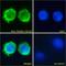 CD11b antibody, LS-C55015, Lifespan Biosciences, Immunofluorescence image 
