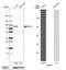 Epithelial splicing regulatory protein 1 antibody, HPA023719, Atlas Antibodies, Western Blot image 