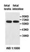 HIRA Interacting Protein 3 antibody, orb77644, Biorbyt, Western Blot image 