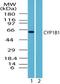 Cytochrome P450 Family 1 Subfamily B Member 1 antibody, PA5-23139, Invitrogen Antibodies, Western Blot image 