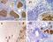 Pyrin Domain Containing 1 antibody, NB100-56076, Novus Biologicals, Immunohistochemistry frozen image 