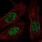 BRCA1 Associated Protein 1 antibody, NBP2-55462, Novus Biologicals, Immunofluorescence image 