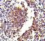 Complement C7 antibody, F51619-0.4ML, NSJ Bioreagents, Western Blot image 