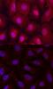 Egl nine homolog 3 antibody, MAB6954, R&D Systems, Immunofluorescence image 