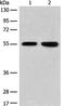 Cyclic Nucleotide Gated Channel Alpha 4 antibody, PA5-68408, Invitrogen Antibodies, Western Blot image 