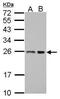 BCL2 Associated Athanogene 2 antibody, PA5-27701, Invitrogen Antibodies, Western Blot image 