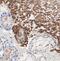 FACL4 antibody, FNab00108, FineTest, Immunohistochemistry frozen image 