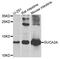 Guanylate Cyclase Activator 2A antibody, PA5-76439, Invitrogen Antibodies, Western Blot image 