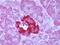 Free fatty acid receptor 1 antibody, NLS1599, Novus Biologicals, Immunohistochemistry paraffin image 