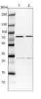 Component Of Oligomeric Golgi Complex 6 antibody, NBP1-84410, Novus Biologicals, Western Blot image 