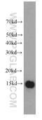 Interferon Induced Transmembrane Protein 3 antibody, 66081-1-Ig, Proteintech Group, Western Blot image 