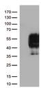 hPD-1 antibody, UM800089, Origene, Western Blot image 