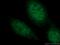 CCAAT Enhancer Binding Protein Epsilon antibody, 14271-1-AP, Proteintech Group, Immunofluorescence image 