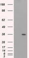 DNA excision repair protein ERCC-1 antibody, LS-C115176, Lifespan Biosciences, Western Blot image 