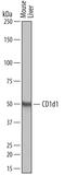 Antigen-presenting glycoprotein CD1d1 antibody, AF4884, R&D Systems, Western Blot image 