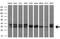 ZFP36 Ring Finger Protein antibody, GTX83405, GeneTex, Western Blot image 