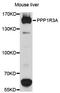 Protein Phosphatase 1 Regulatory Subunit 3A antibody, LS-C496883, Lifespan Biosciences, Western Blot image 