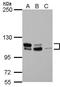 Mdm2-binding protein antibody, GTX115837, GeneTex, Western Blot image 