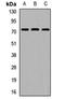 RIO Kinase 2 antibody, orb411914, Biorbyt, Western Blot image 