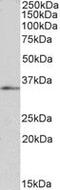 Forkhead box protein B1 antibody, MBS420599, MyBioSource, Western Blot image 