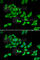 Oxoglutarate Dehydrogenase antibody, A6391, ABclonal Technology, Immunofluorescence image 