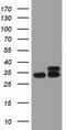 Cytochrome B5 Reductase 3 antibody, CF501353, Origene, Western Blot image 
