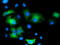 Mitogen-Activated Protein Kinase 7 antibody, TA502188, Origene, Immunofluorescence image 