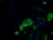 Cytochrome P450 Family 1 Subfamily A Member 2 antibody, TA501172, Origene, Immunofluorescence image 
