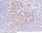 C-X-C Motif Chemokine Ligand 5 antibody, 10889-T24, Sino Biological, Immunohistochemistry frozen image 