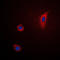 COX2 antibody, LS-B13123, Lifespan Biosciences, Immunofluorescence image 
