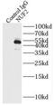 Kinetochore protein Nuf2 antibody, FNab05909, FineTest, Immunoprecipitation image 