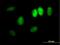 DDX11 antibody, H00001663-B01P, Novus Biologicals, Immunofluorescence image 