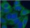 Phospholipid Scramblase 1 antibody, FNab06560, FineTest, Immunofluorescence image 