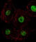 Homeobox D8 antibody, abx030519, Abbexa, Western Blot image 