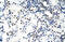 Nucleolin antibody, 29-352, ProSci, Immunohistochemistry frozen image 