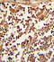 CD62L / L-Selectin antibody, A00652-1, Boster Biological Technology, Immunohistochemistry paraffin image 