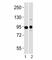 Ubiquitin Like With PHD And Ring Finger Domains 1 antibody, F53188-0.4ML, NSJ Bioreagents, Western Blot image 
