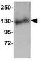 WAFL antibody, GTX31377, GeneTex, Western Blot image 
