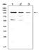 Cell division cycle 5-like protein antibody, PA2123, Boster Biological Technology, Western Blot image 