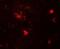Zinc finger protein DPF3 antibody, NBP2-82087, Novus Biologicals, Immunofluorescence image 