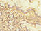Nucleolar Protein 10 antibody, CSB-PA015918LA01HU, Cusabio, Immunohistochemistry frozen image 