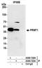 Protein arginine N-methyltransferase 1 antibody, A300-723A, Bethyl Labs, Immunoprecipitation image 