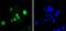 SRY-Box 9 antibody, NBP2-67690, Novus Biologicals, Immunofluorescence image 