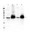 Thy-1 Cell Surface Antigen antibody, PA5-80127, Invitrogen Antibodies, Western Blot image 