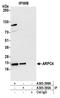 Actin Related Protein 2/3 Complex Subunit 4 antibody, A305-398A, Bethyl Labs, Immunoprecipitation image 