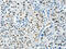BCAS2 Pre-MRNA Processing Factor antibody, CSB-PA594692, Cusabio, Immunohistochemistry frozen image 