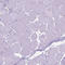 5-Hydroxytryptamine Receptor 2B antibody, HPA012867, Atlas Antibodies, Immunohistochemistry frozen image 