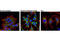Synoviolin 1 antibody, 14773S, Cell Signaling Technology, Immunofluorescence image 