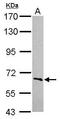 F-box/WD repeat-containing protein 5 antibody, GTX120049, GeneTex, Western Blot image 